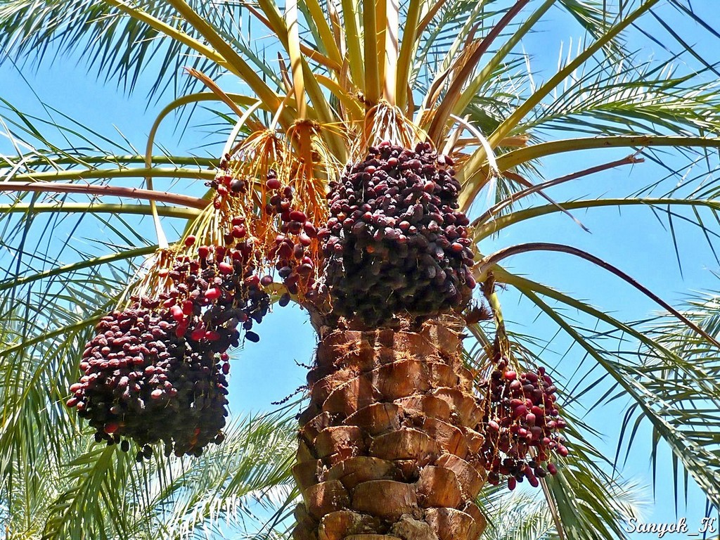 3395 Baravat Date palms Baravat Date palms Барават Финиковые пальмы