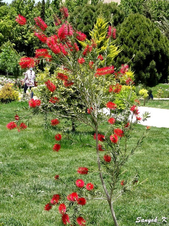 1828 Shiraz Eram Garden Bagh e Eram Шираз Сад Эрам Райский сад